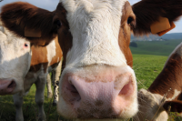 新裝置監控牛的飲食，以延緩全球増溫的問題