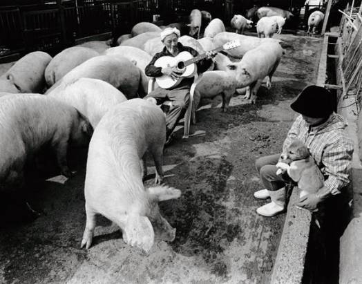 10年時間拍攝農夫與豬之間的溫馨關系