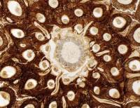 1.8 億年前受岩漿洗禮古蕨化石帶來大驚喜，連染色體也約略可見！