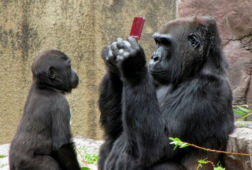 老少咸宜不是講假的，連黑猩猩都識貨的 DSi XL