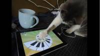 愛撲滑鼠游標的貓咪的新玩具，iPad 是也！