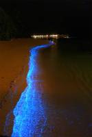 被台灣攝影師無意間拍下的海洋螢光蜉蝣照