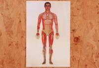 3D立體系列-透視人體全身圖 肌肉+骨骼+血管+皮膚