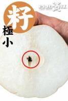 （免運）中秋禮盒預購中 【台北濱江】韓國圓黃梨 500g 顆，6顆