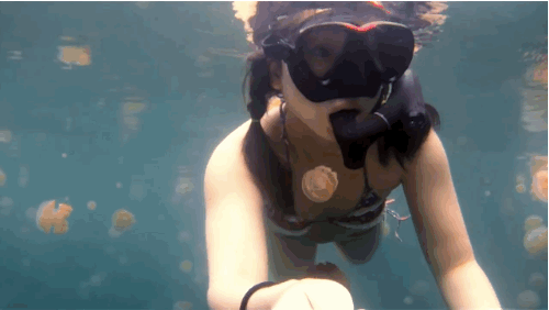 給她一部 GoPro 跳進水母湖，就會拍到這個畫面