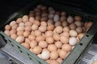 盒裝蛋棕變白事件更進一步發展，廠商將蛋取回送去檢查並說明所認知情況，也順帶解釋為何有抗生素雞蛋運送污