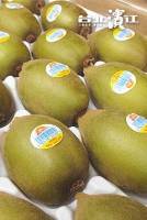 【預購】ZESPRI™紐西蘭進口XL超大顆黃金奇異果 22~25顆原裝件