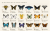 美好的動態蝴蝶 Gif 檔，認識 42 隻北美洲蝴蝶