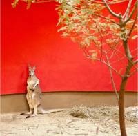 在人工化動物園的「野生」動物憂鬱照