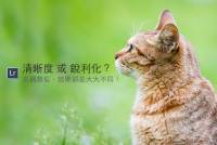 [攝影小教室] 貓毛看起來根根分明超清晰？到底我該從清晰度調整還是從細節銳利化處理呢？