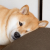 日本 instagram 帳號中，第二多人追蹤的明星是...一隻柴犬！？