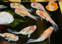 猛一看絕對會看錯的鯉魚型態壽司