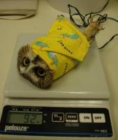 你知道鳥類體重的測量方式嗎