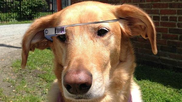 Google Glass不同視角的應用，讓狗狗戴上去來看不同的視界觀